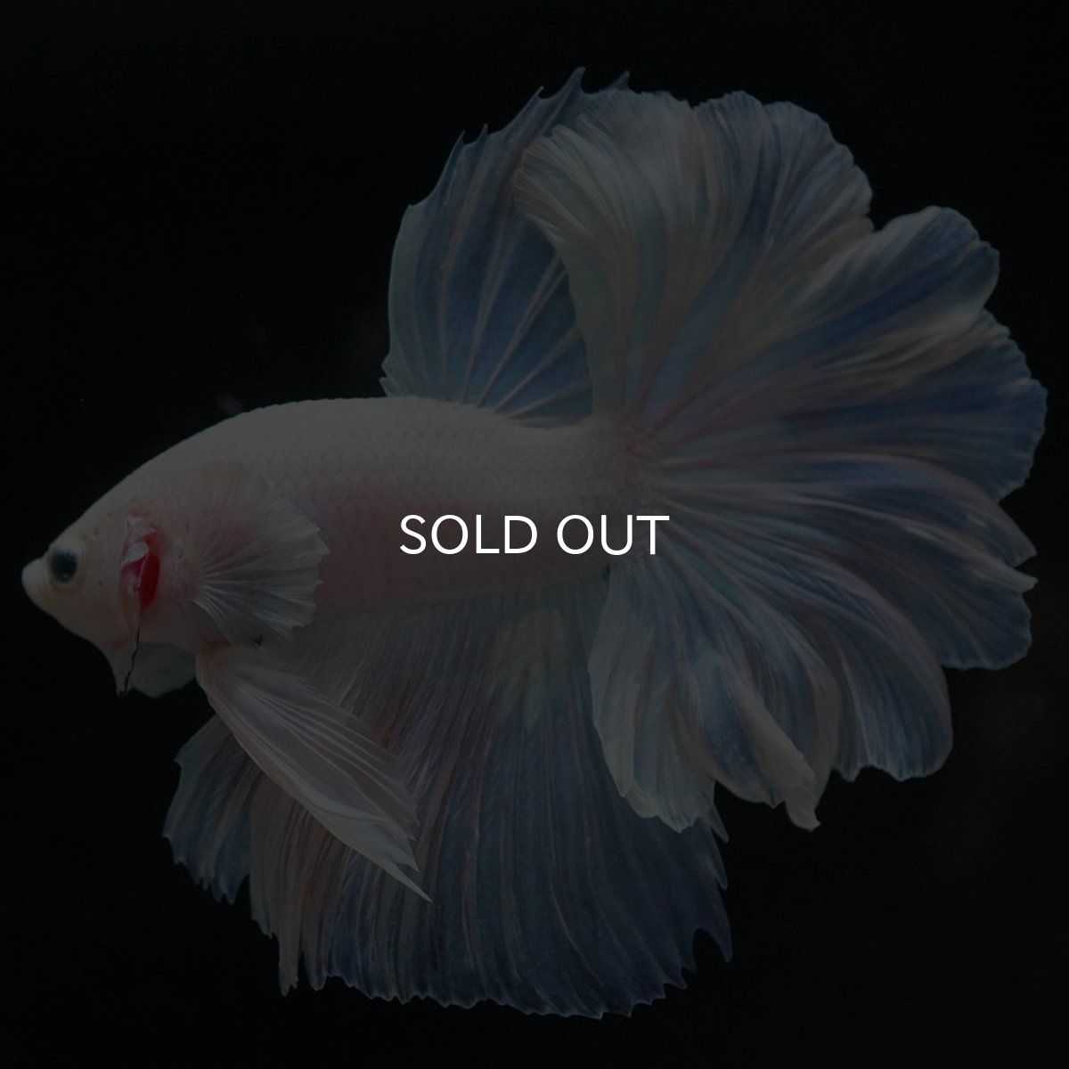 画像9: HM ホワイトファンシー (9)