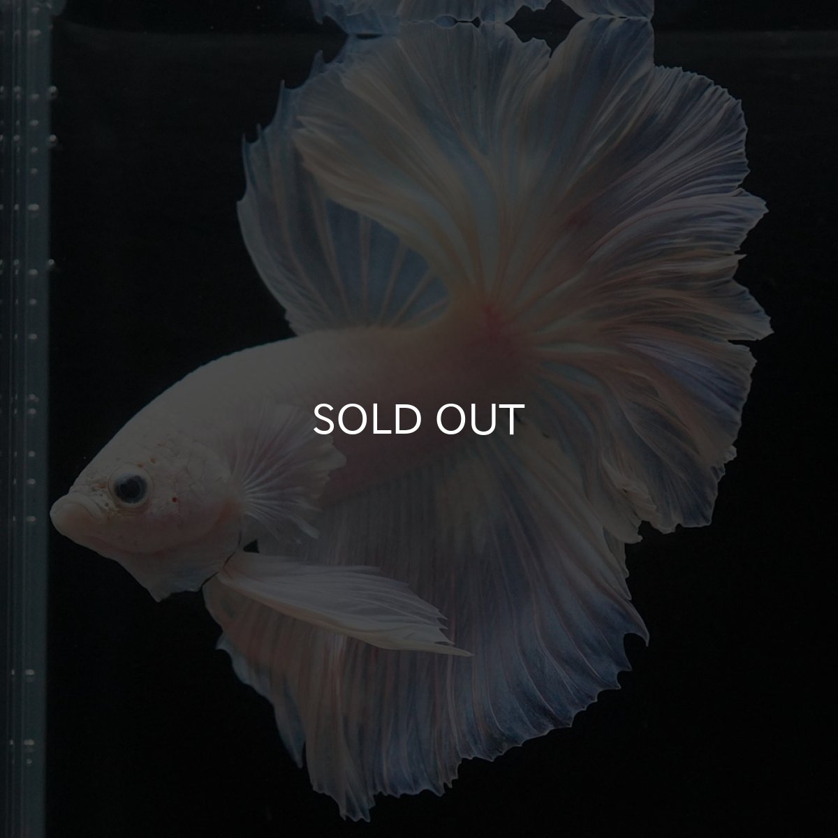 画像7: HM ホワイトファンシー (7)