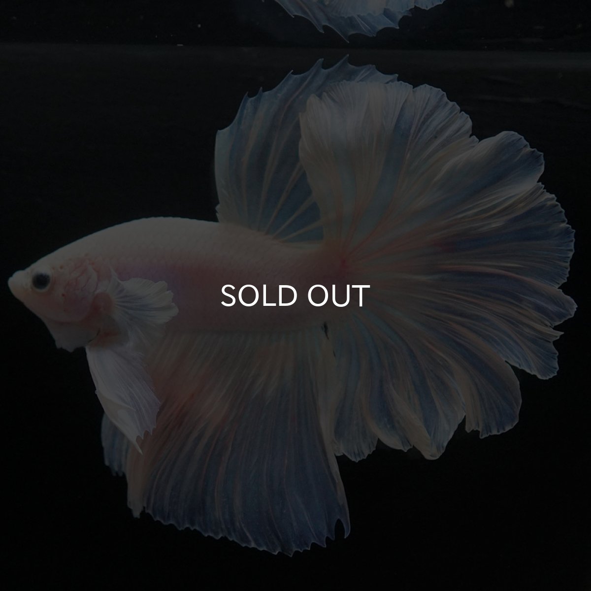 画像5: HM ホワイトファンシー (5)