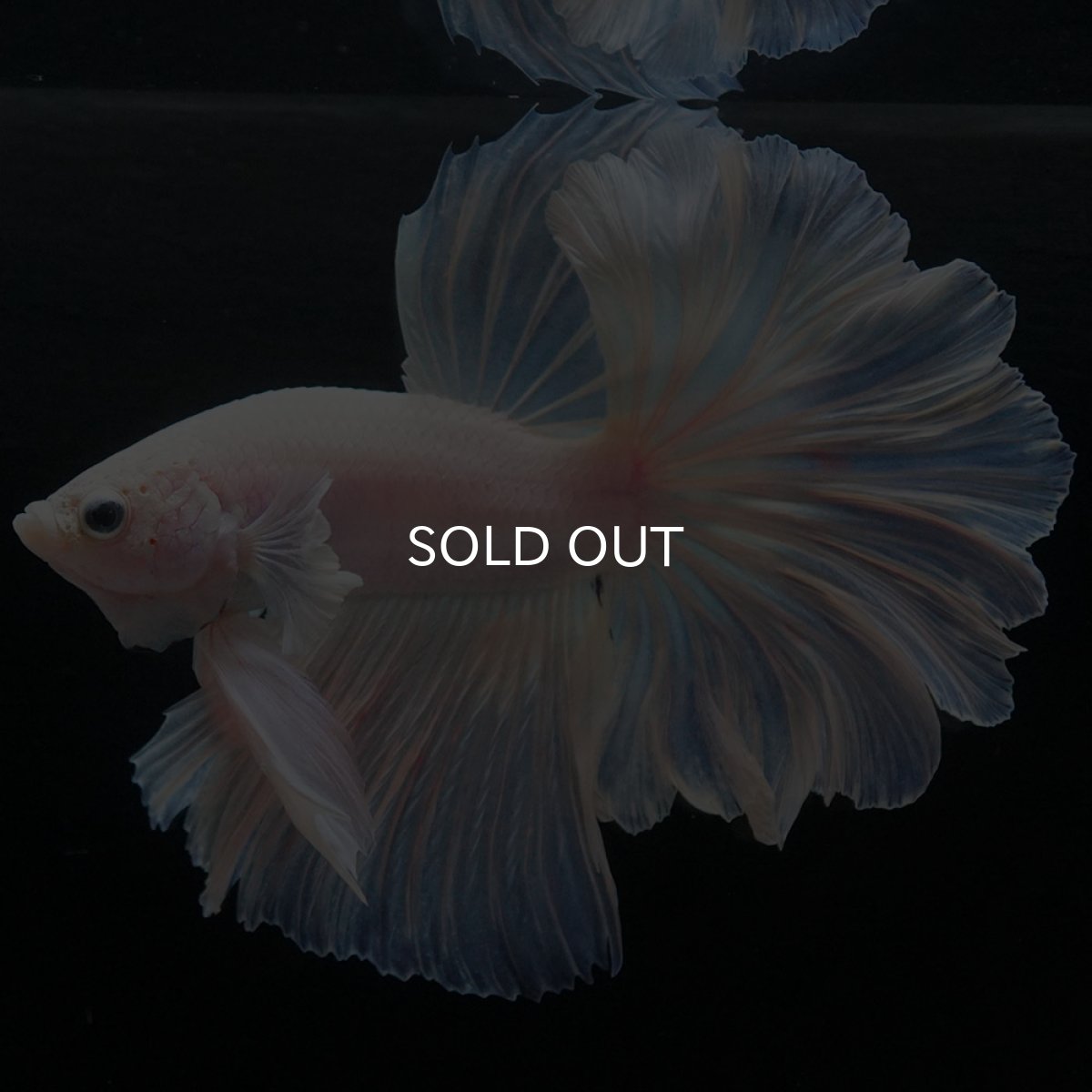 画像3: HM ホワイトファンシー (3)