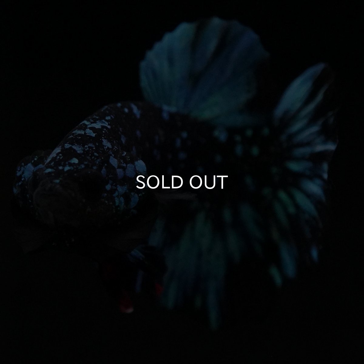 画像3: HMPK ブラックスター (3)