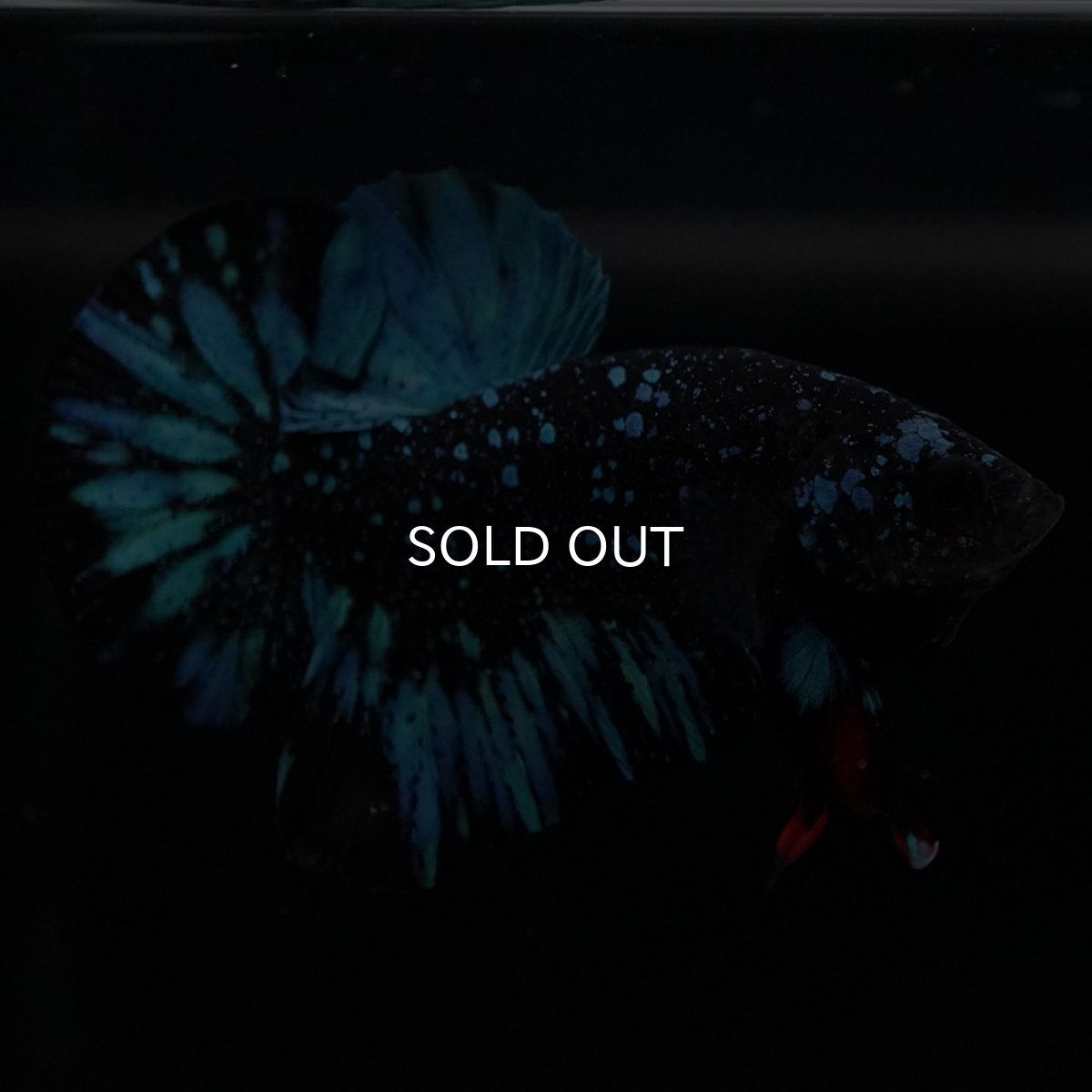 画像14: HMPK ブラックスター (14)