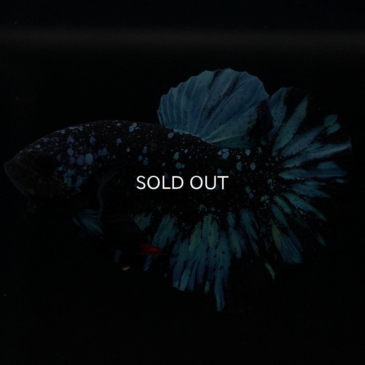 画像9: HMPK ブラックスター (9)