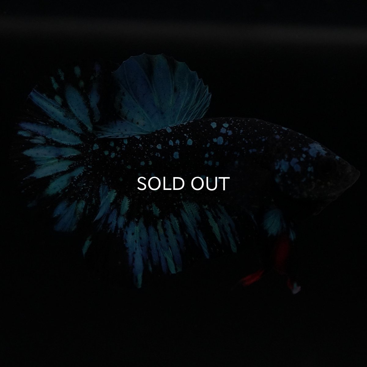 画像12: HMPK ブラックスター (12)