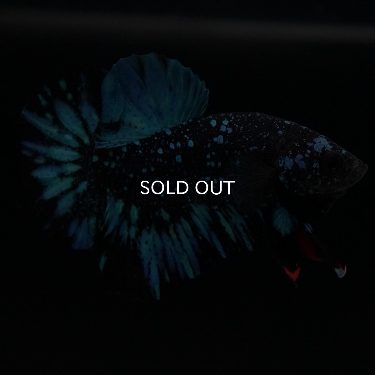 画像10: HMPK ブラックスター (10)