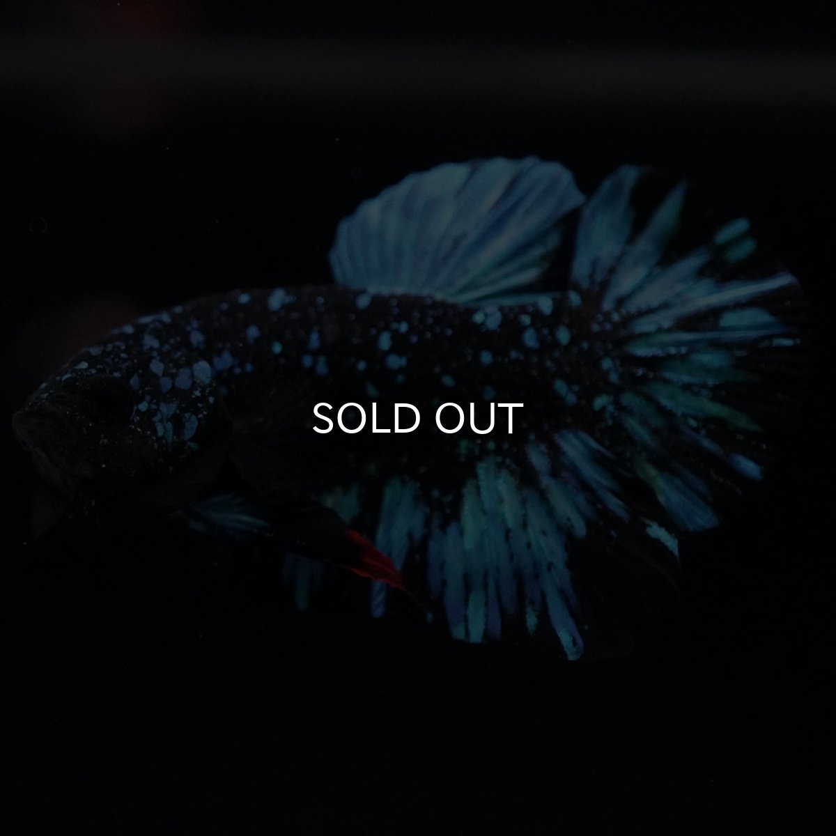 画像13: HMPK ブラックスター (13)