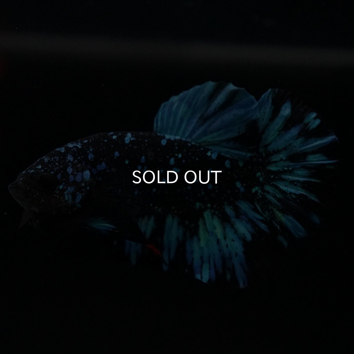 画像11: HMPK ブラックスター (11)