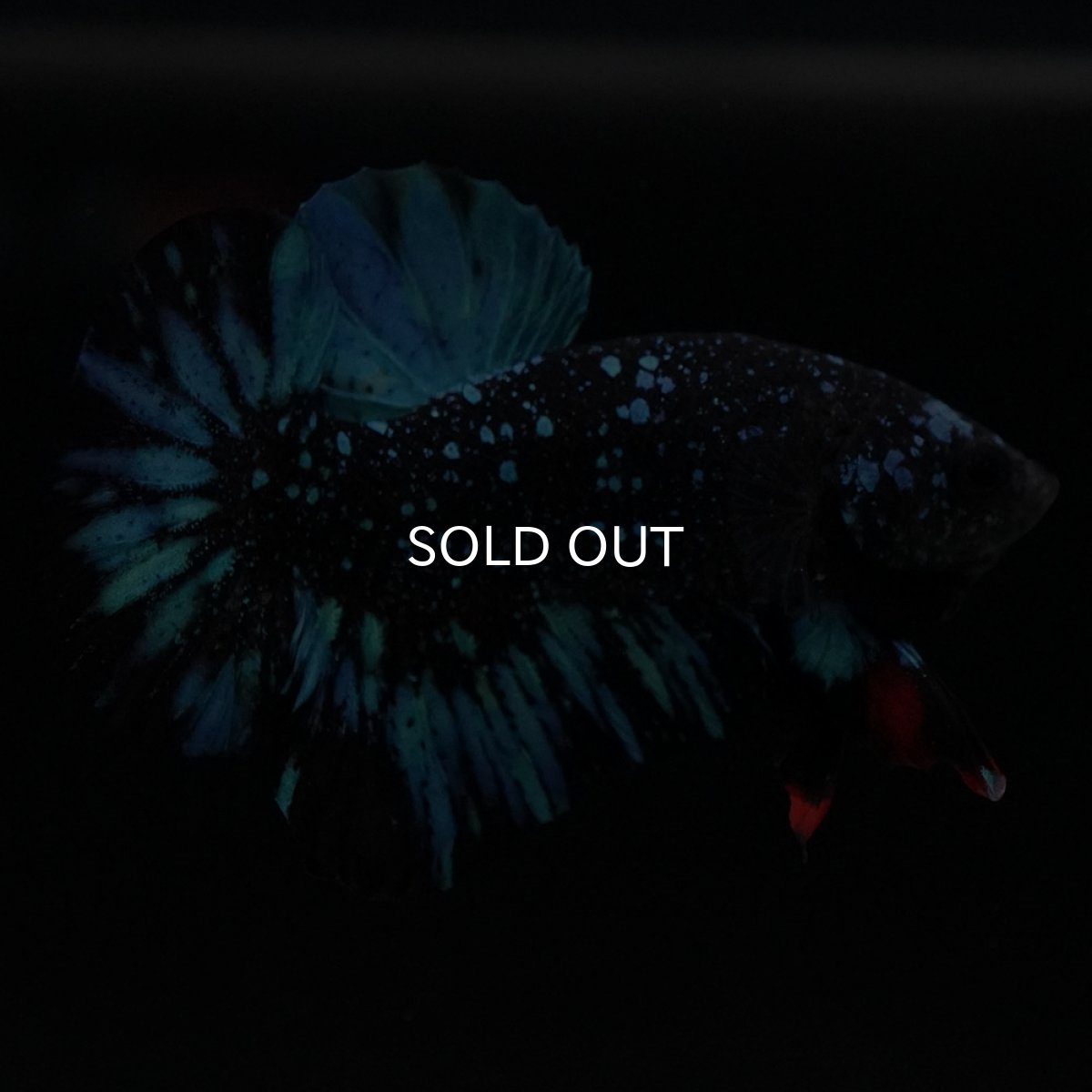 画像8: HMPK ブラックスター (8)