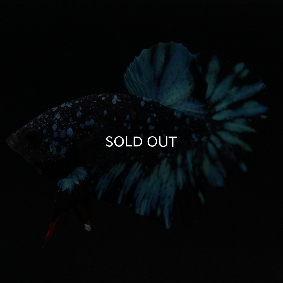 画像5: HMPK ブラックスター (5)