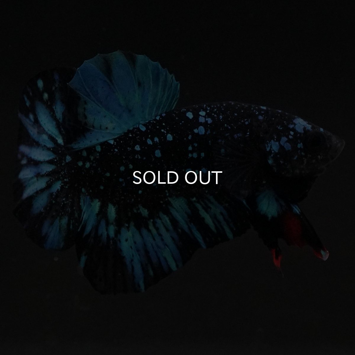 画像4: HMPK ブラックスター (4)