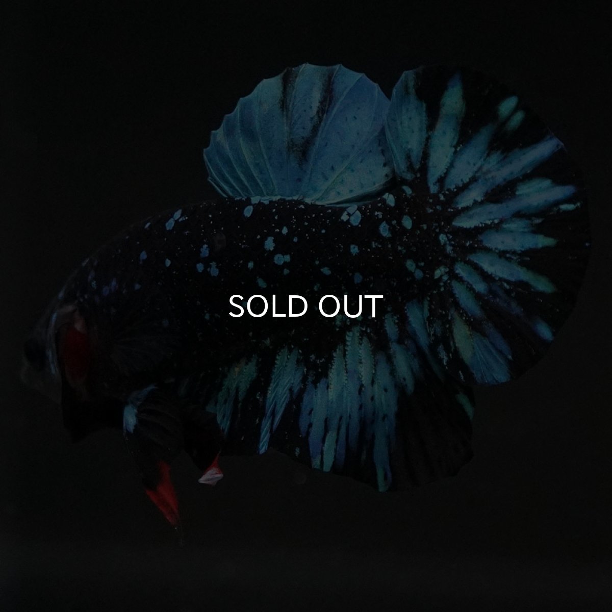 画像7: HMPK ブラックスター (7)