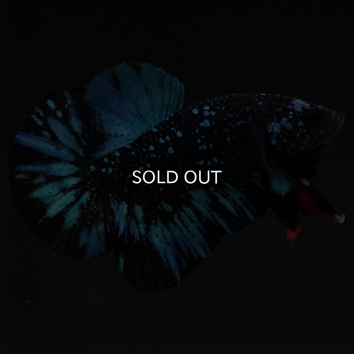 画像2: HMPK ブラックスター (2)