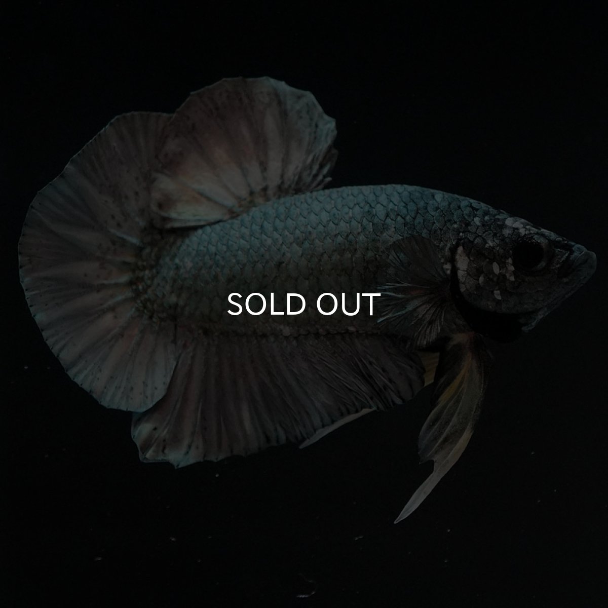 画像6: HMPK カッパー (6)