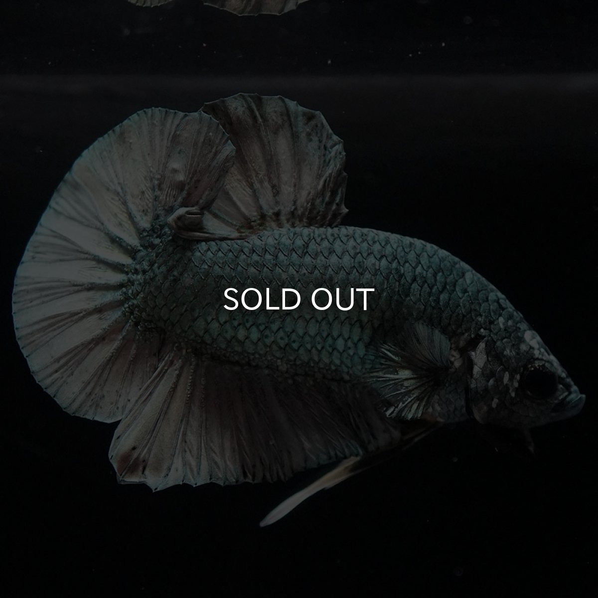 画像5: HMPK カッパー (5)