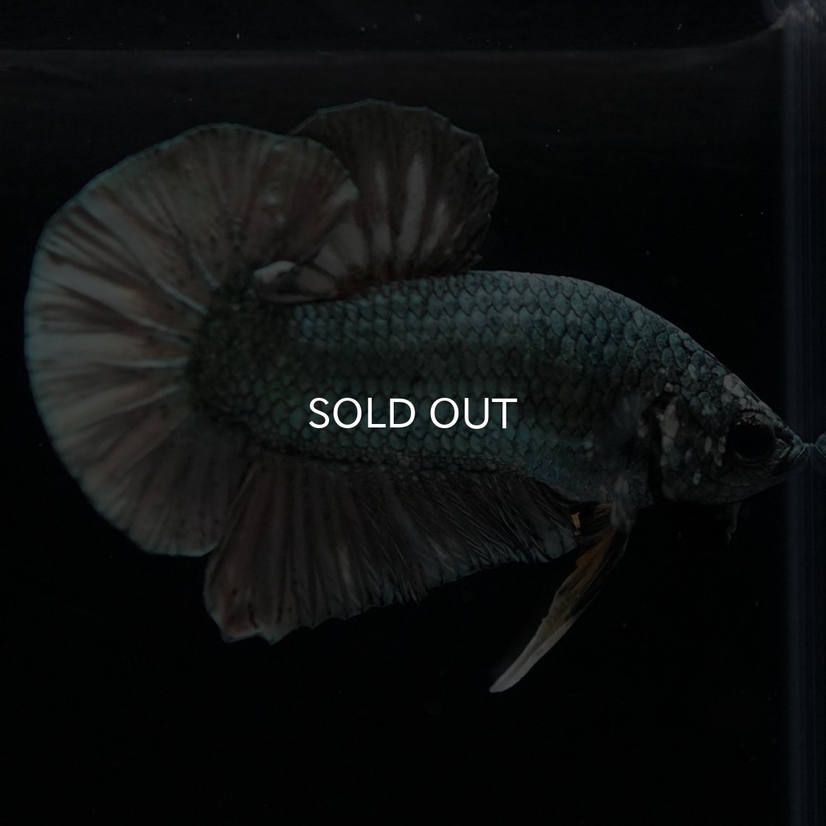 画像4: HMPK カッパー (4)