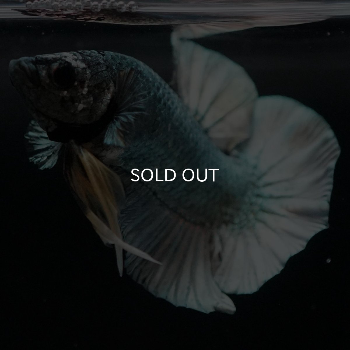 画像3: HMPK カッパー (3)