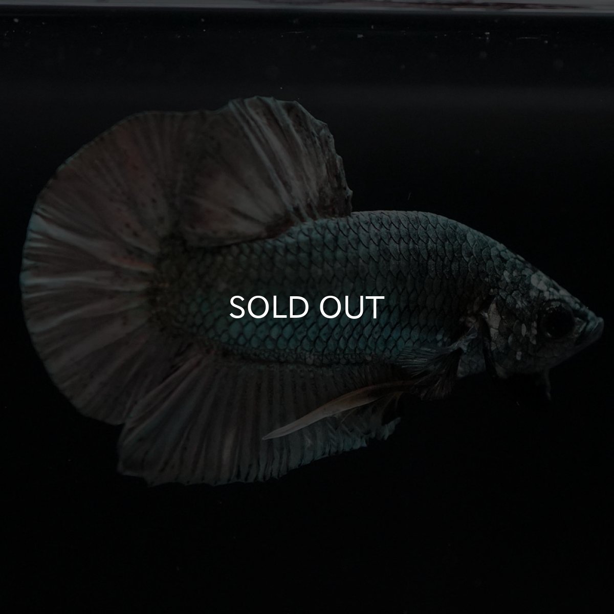 画像2: HMPK カッパー (2)