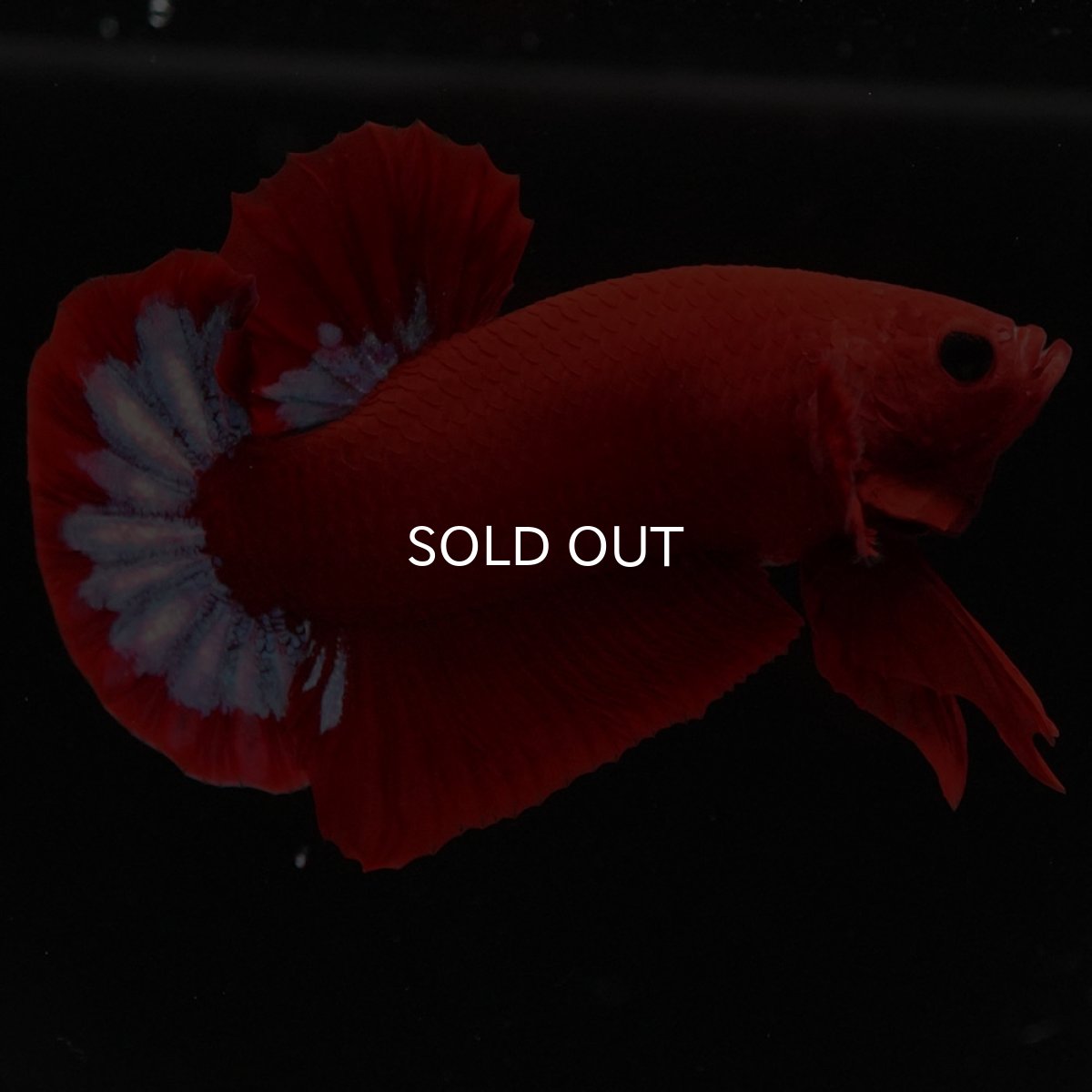 画像2: HMPK　ヘルボーイ (2)