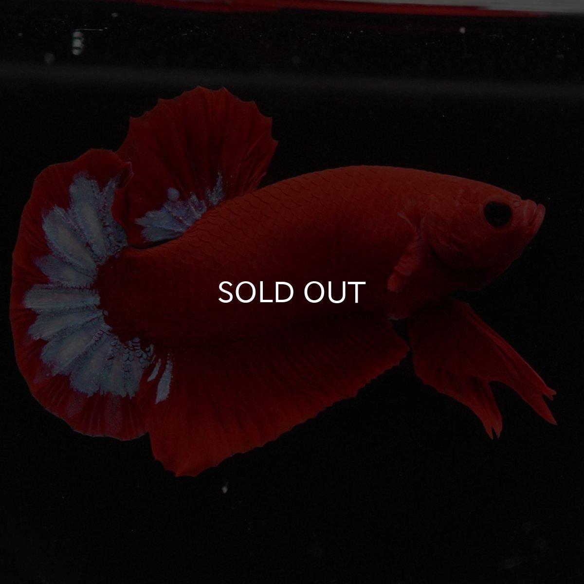 画像6: HMPK　ヘルボーイ (6)