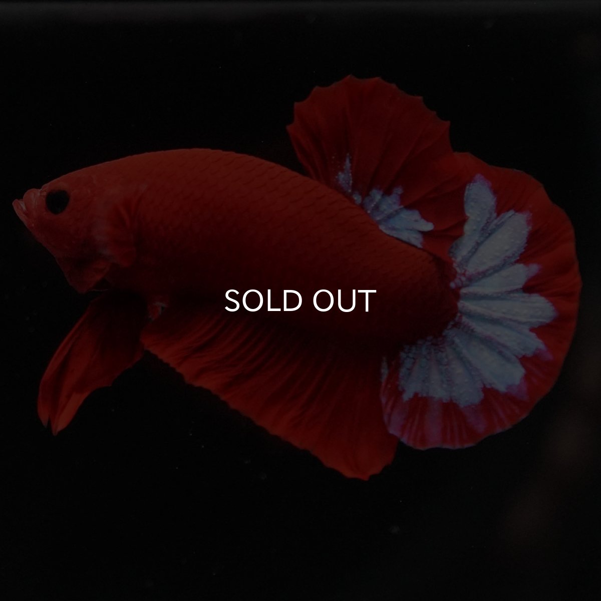 画像7: HMPK　ヘルボーイ (7)