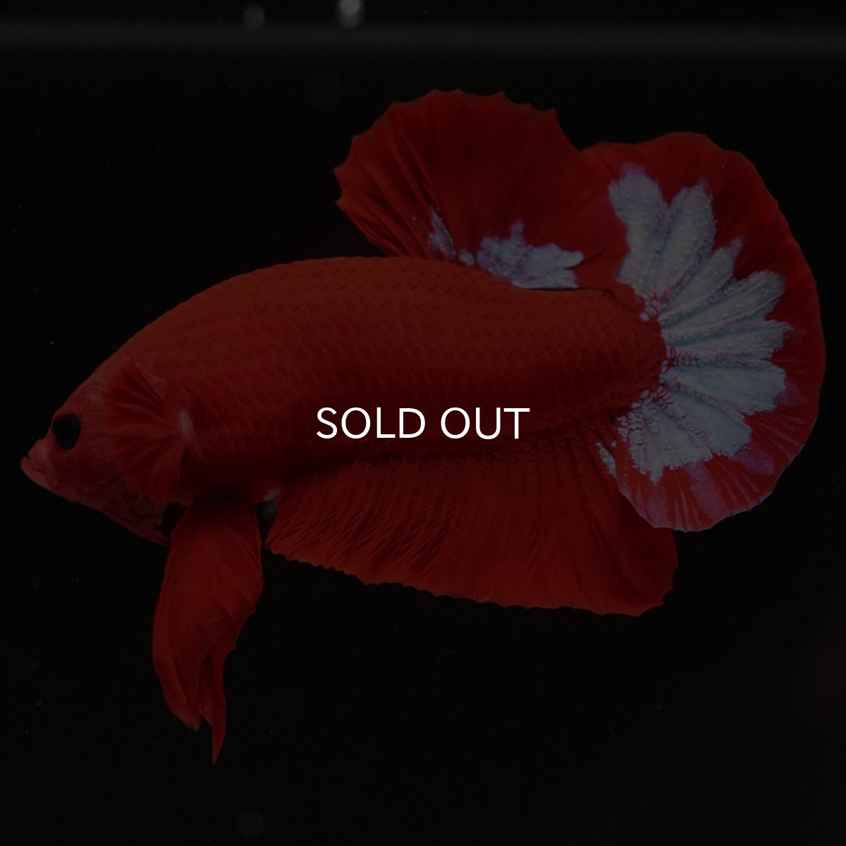 画像5: HMPK　ヘルボーイ (5)