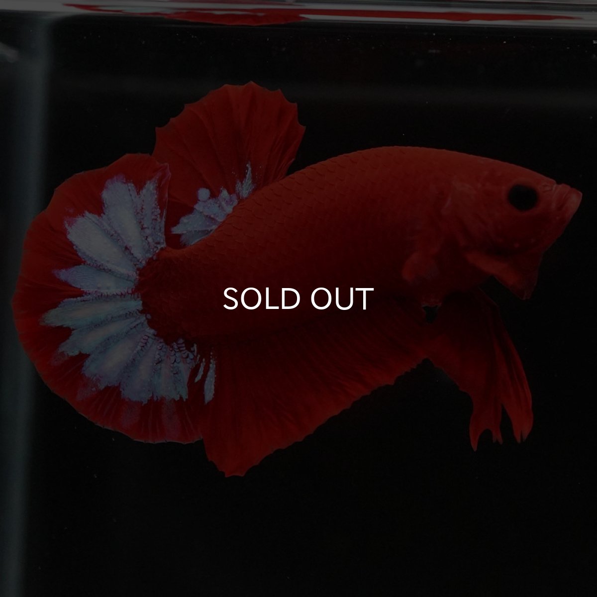 画像4: HMPK　ヘルボーイ (4)