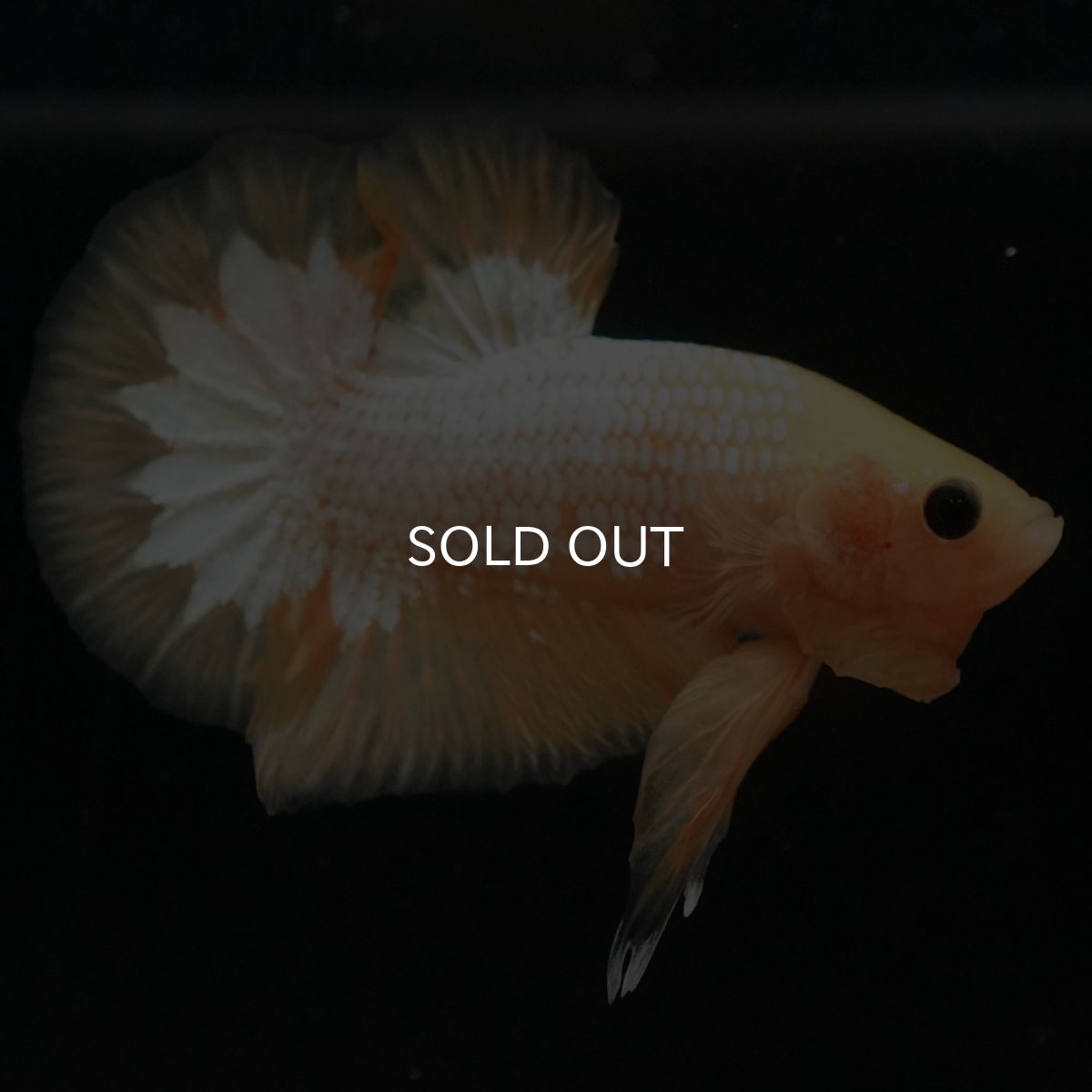 画像5: HMPK　イエローファンシー (5)