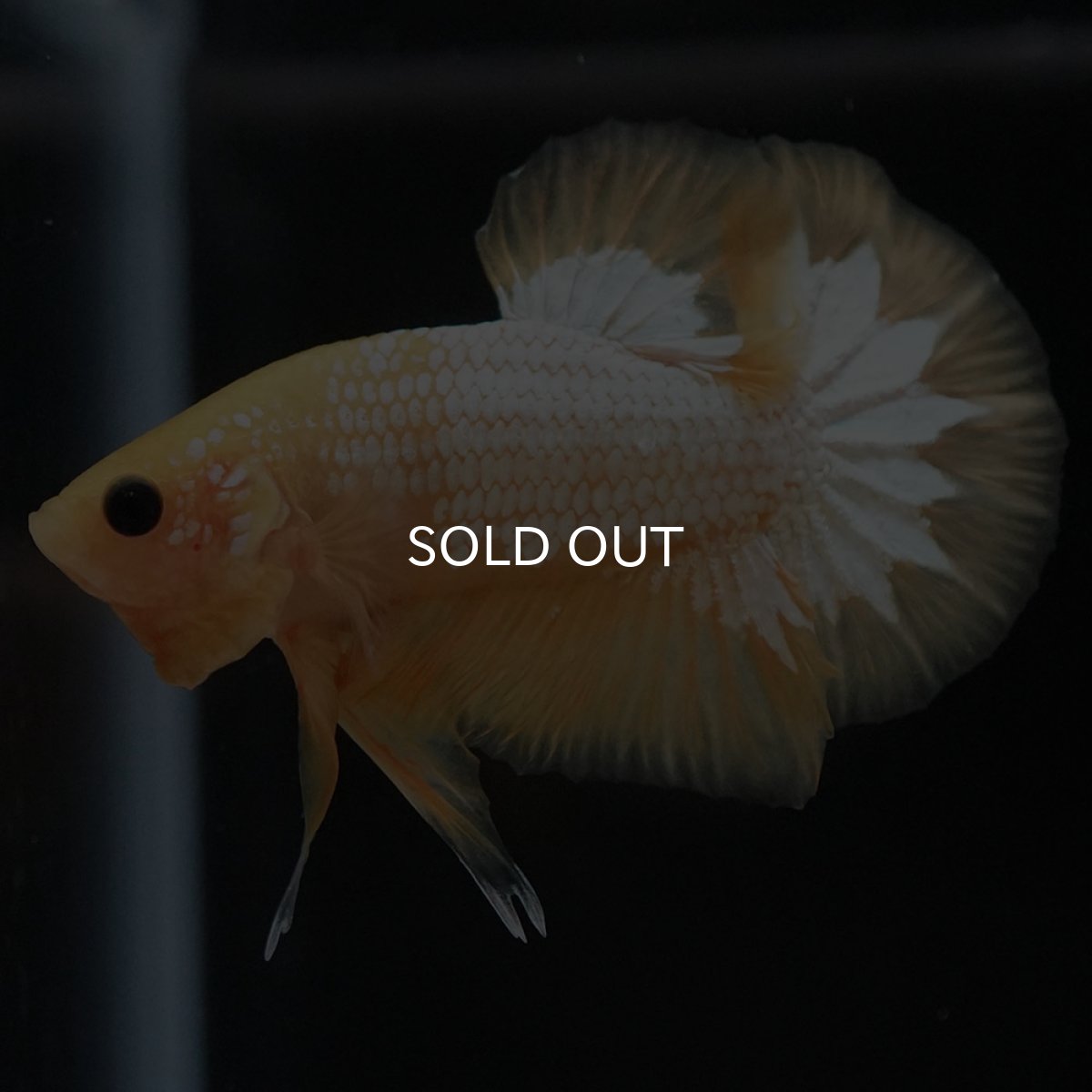 画像4: HMPK　イエローファンシー (4)