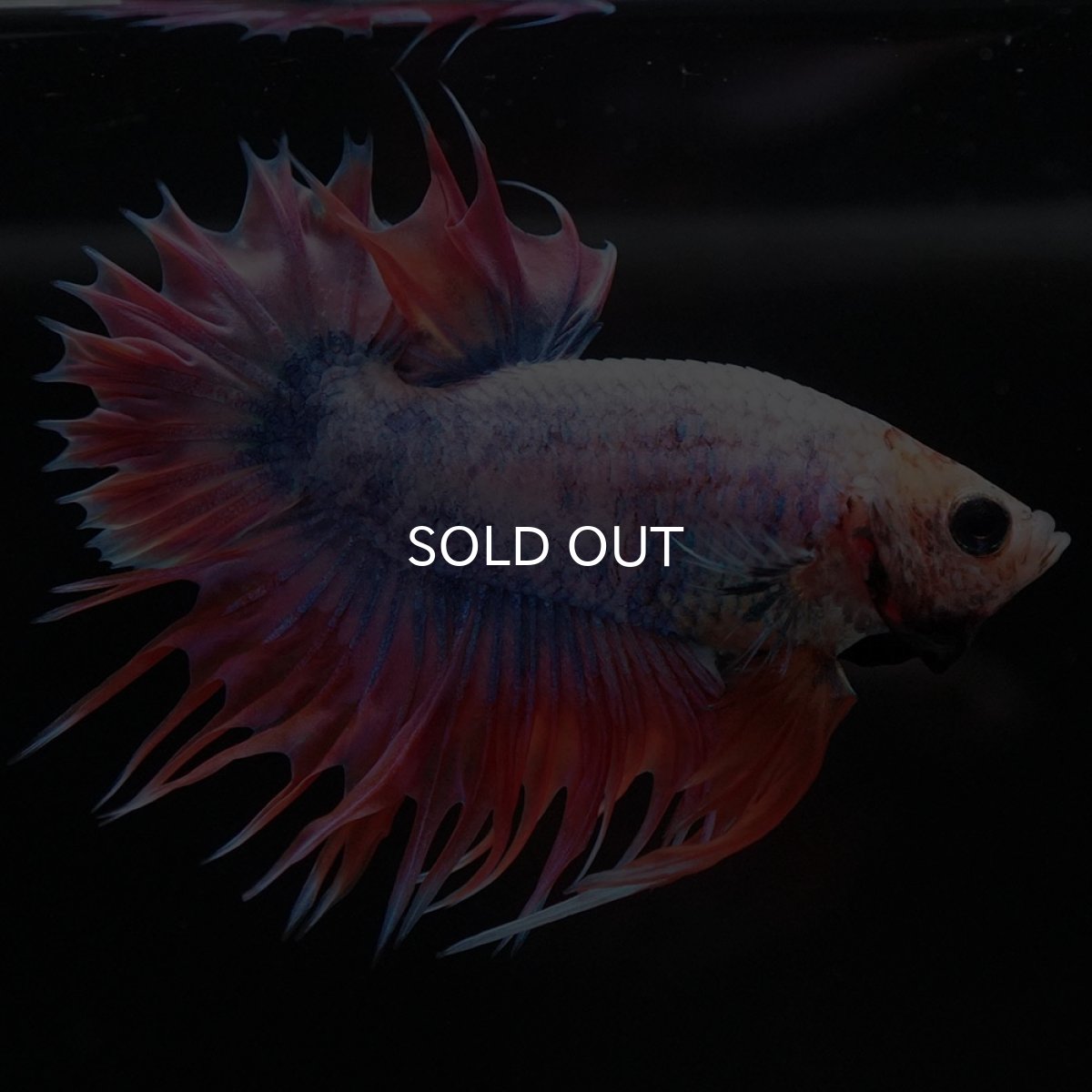 画像5: CTPK ファンシー (5)