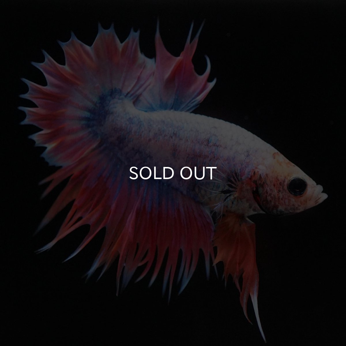 画像3: CTPK ファンシー (3)