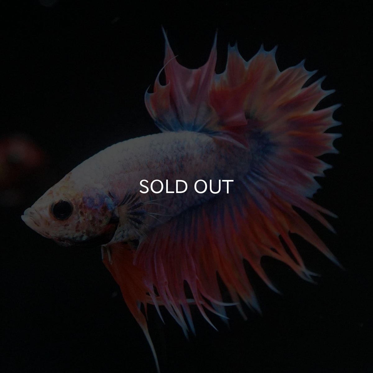 画像4: CTPK ファンシー (4)