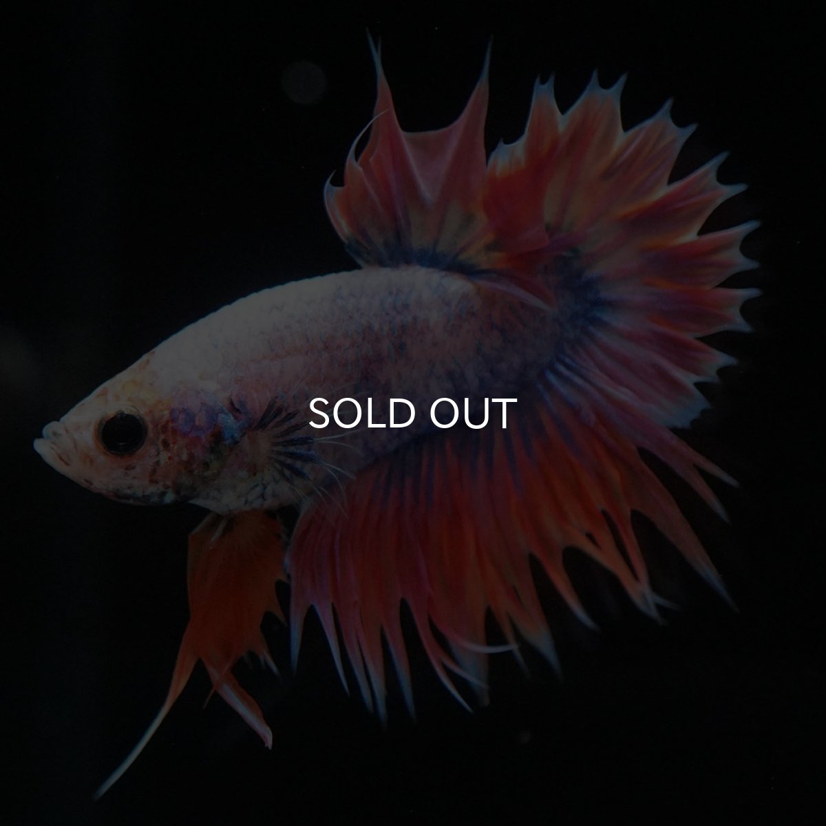 画像2: CTPK ファンシー (2)