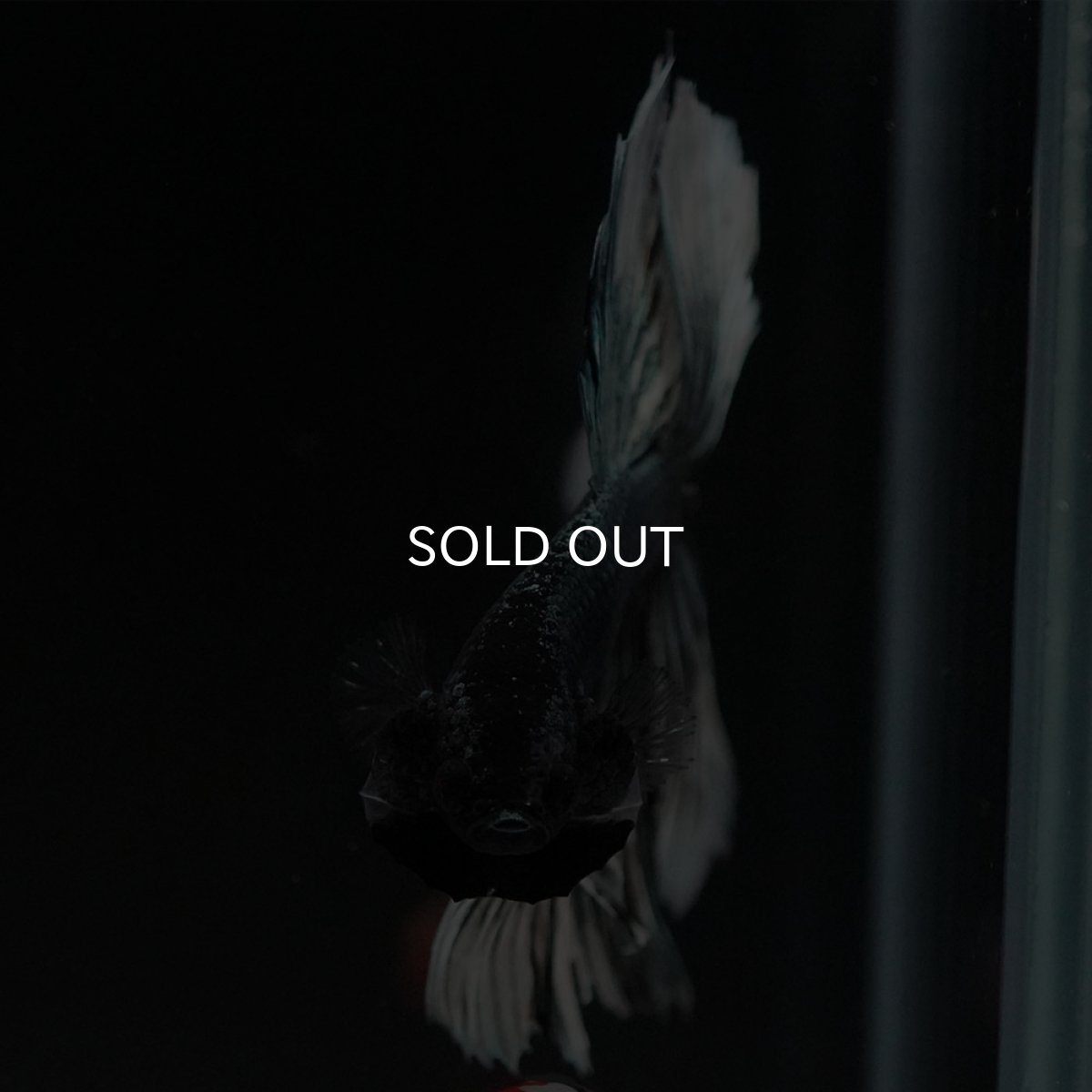 画像3: HM　ブラックカッパーバタフライ (3)