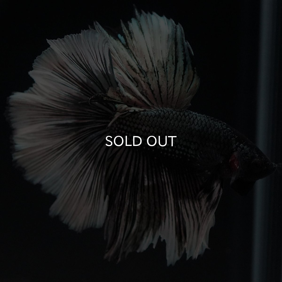 画像4: HM　ブラックカッパーバタフライ (4)