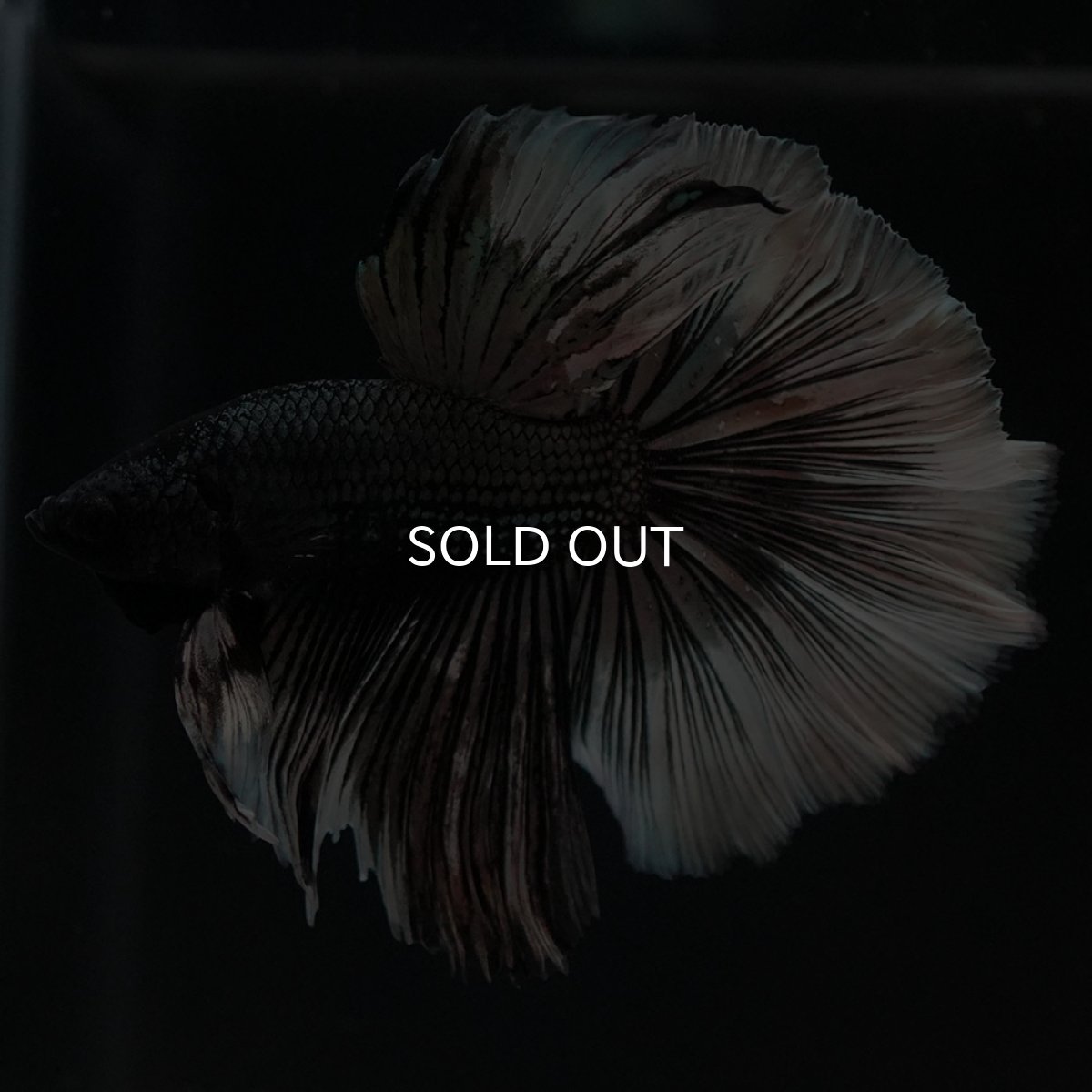 画像5: HM　ブラックカッパーバタフライ (5)