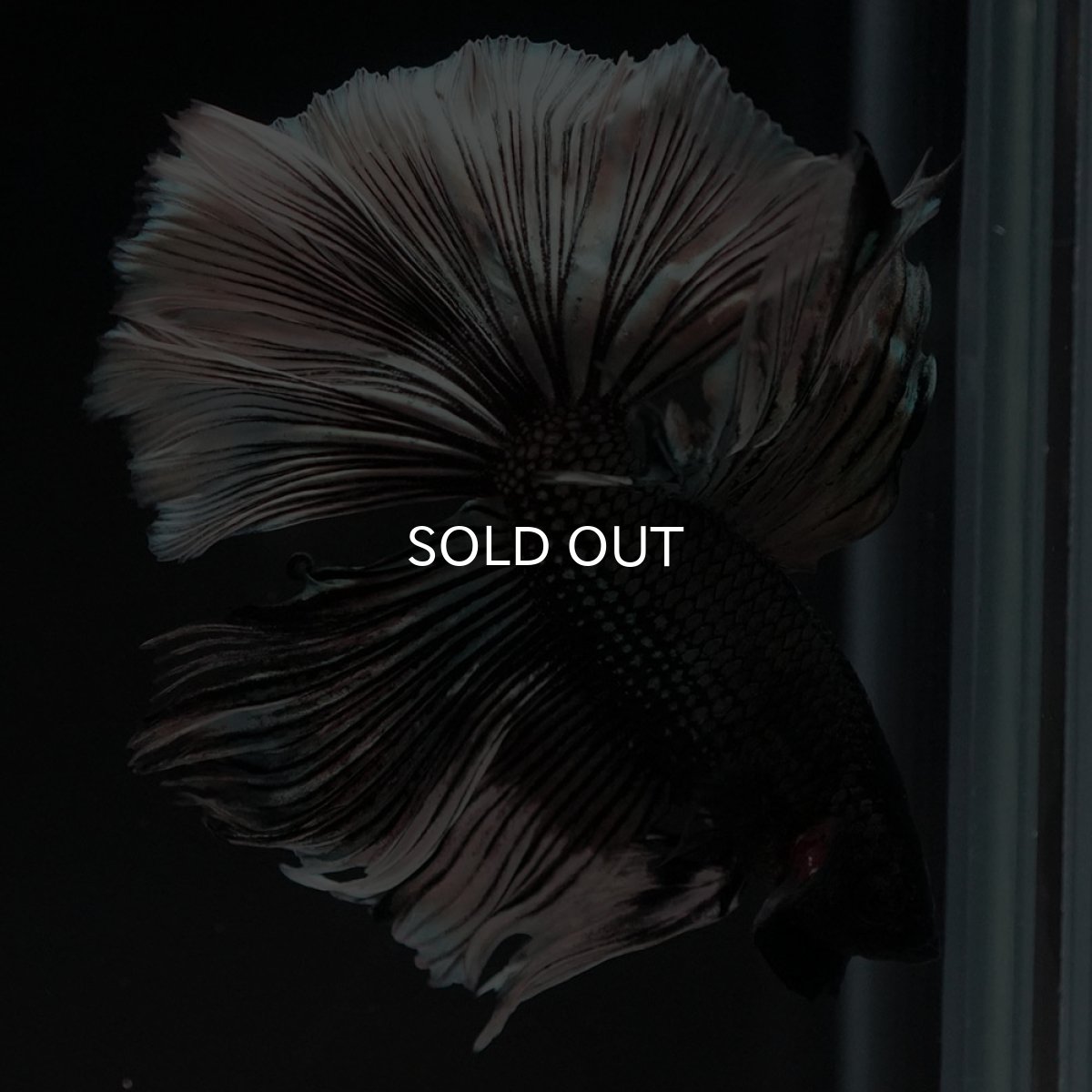 画像7: HM　ブラックカッパーバタフライ (7)