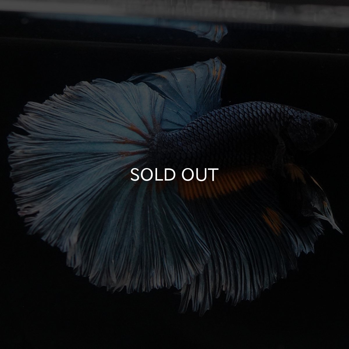 画像6: HM　マスタードガス (6)