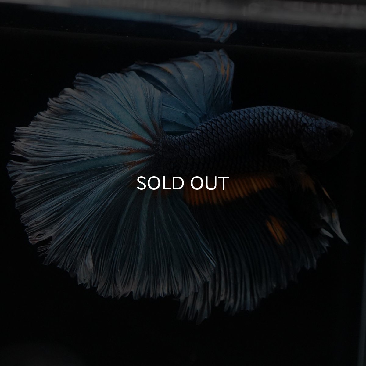 画像4: HM　マスタードガス (4)