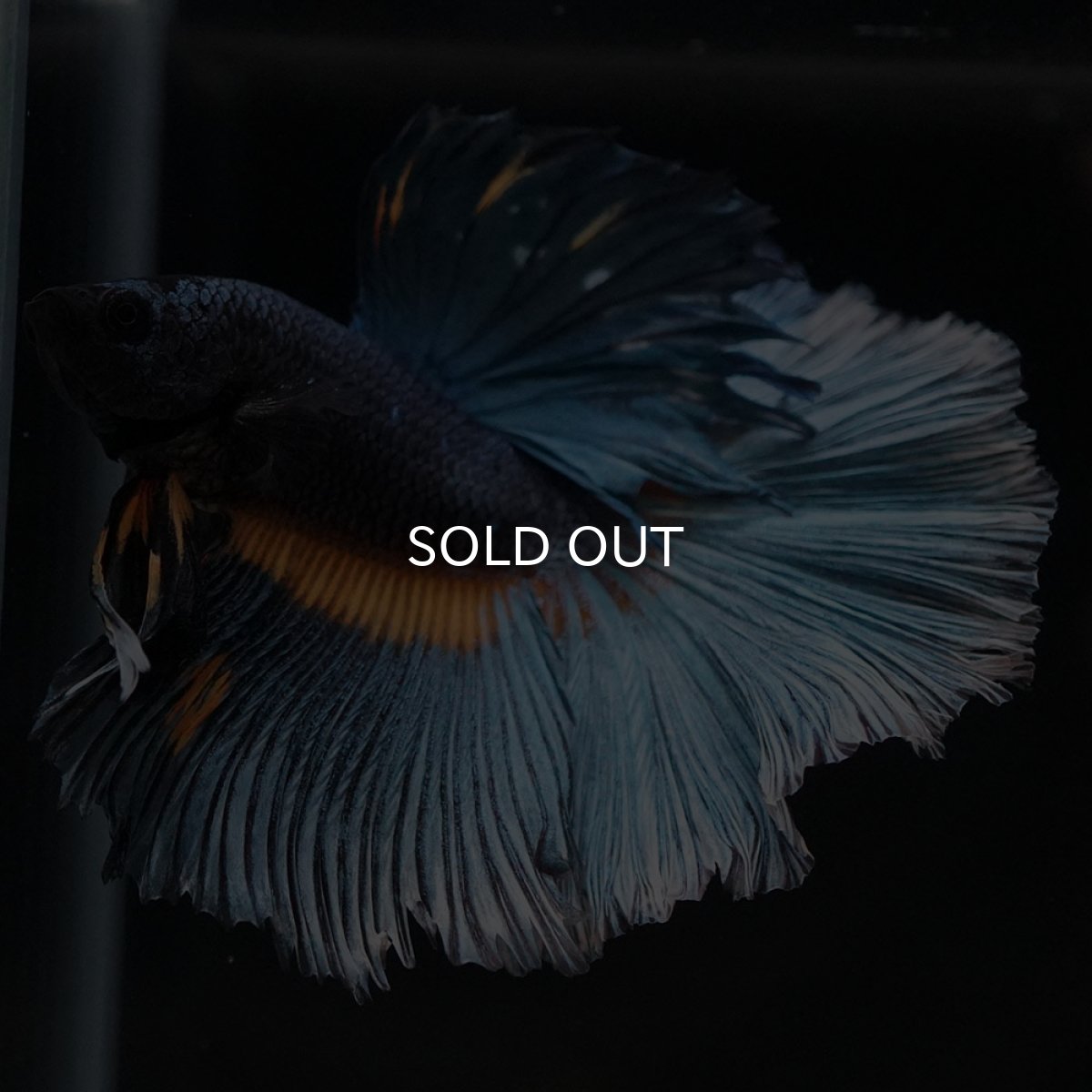 画像2: HM　マスタードガス (2)