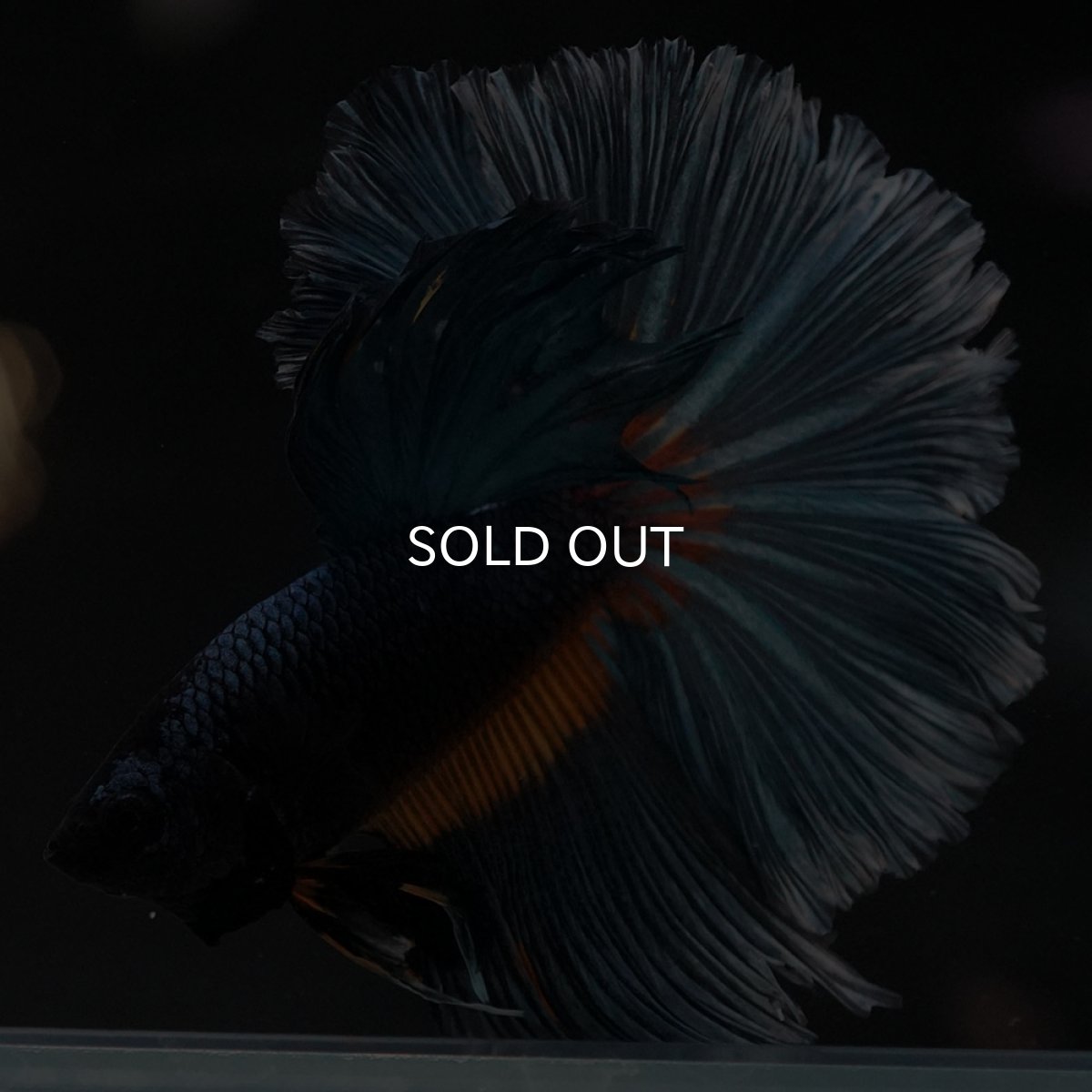 画像5: HM　マスタードガス (5)