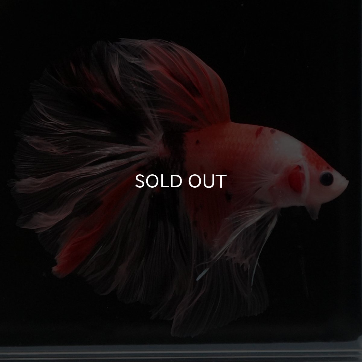 画像10: HM ファンシー ローズテール (10)