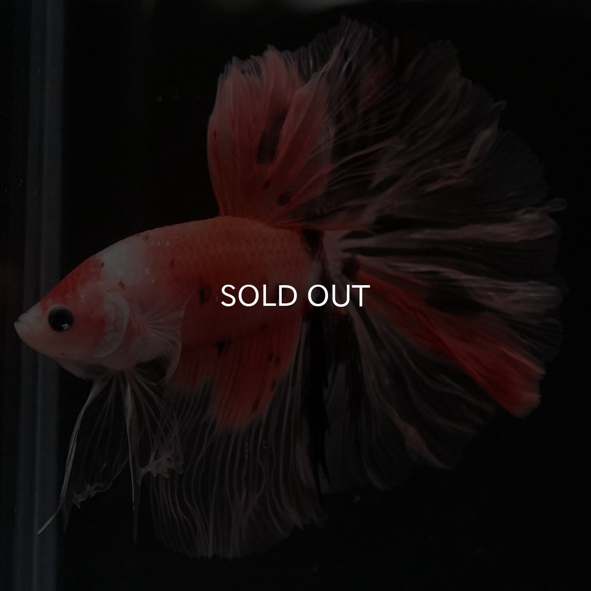 画像9: HM ファンシー ローズテール (9)