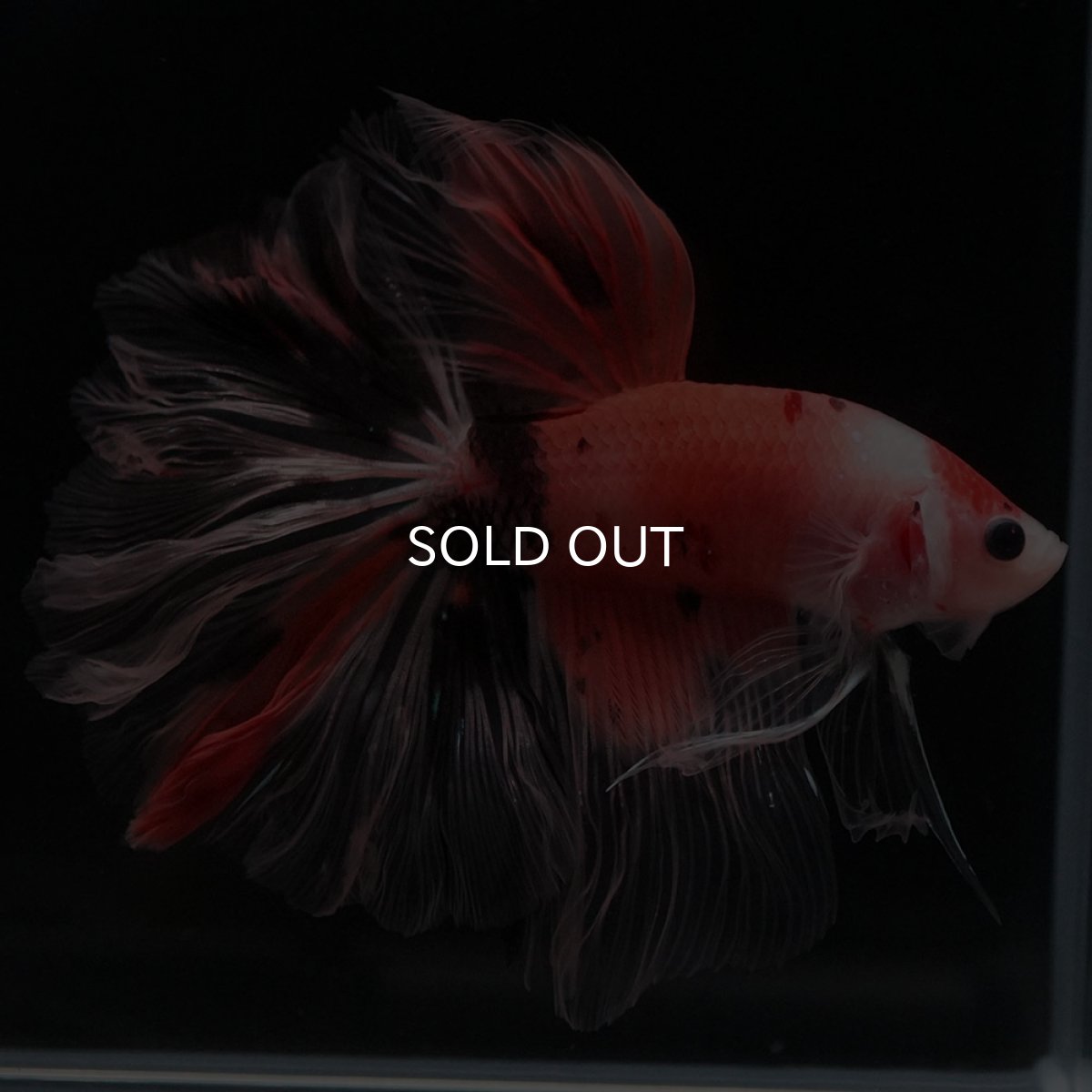 画像8: HM ファンシー ローズテール (8)