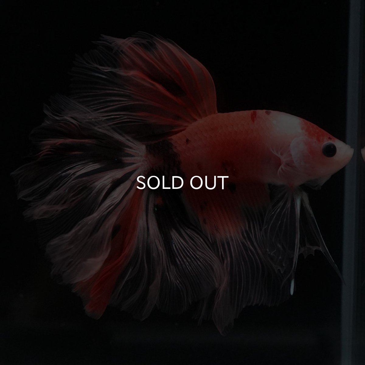 画像6: HM ファンシー ローズテール (6)