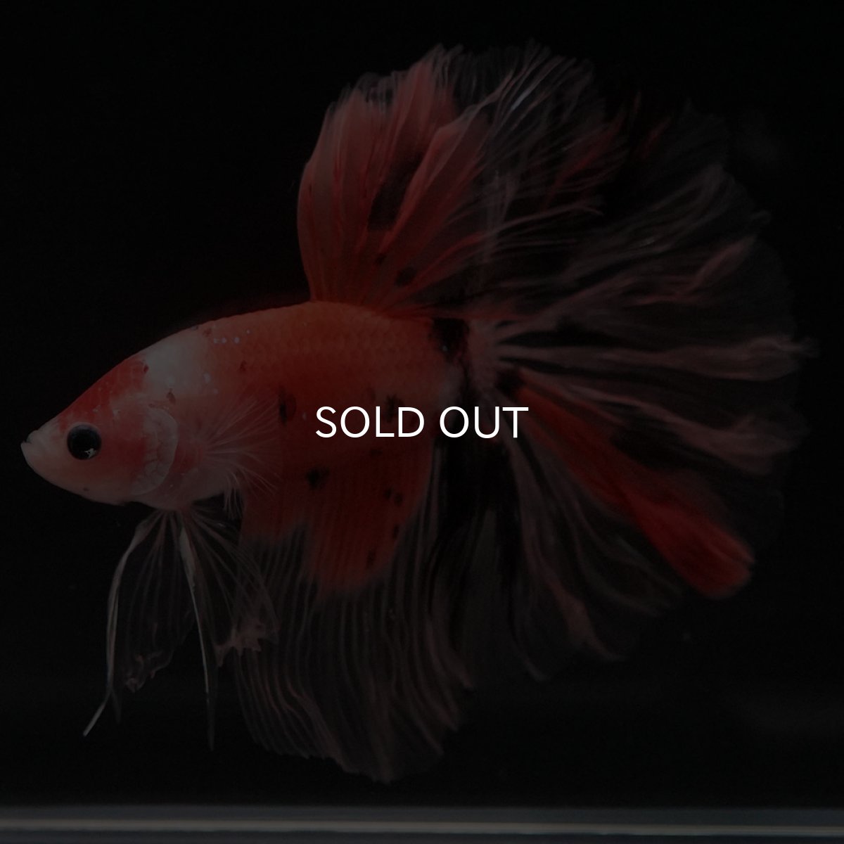 画像7: HM ファンシー ローズテール (7)