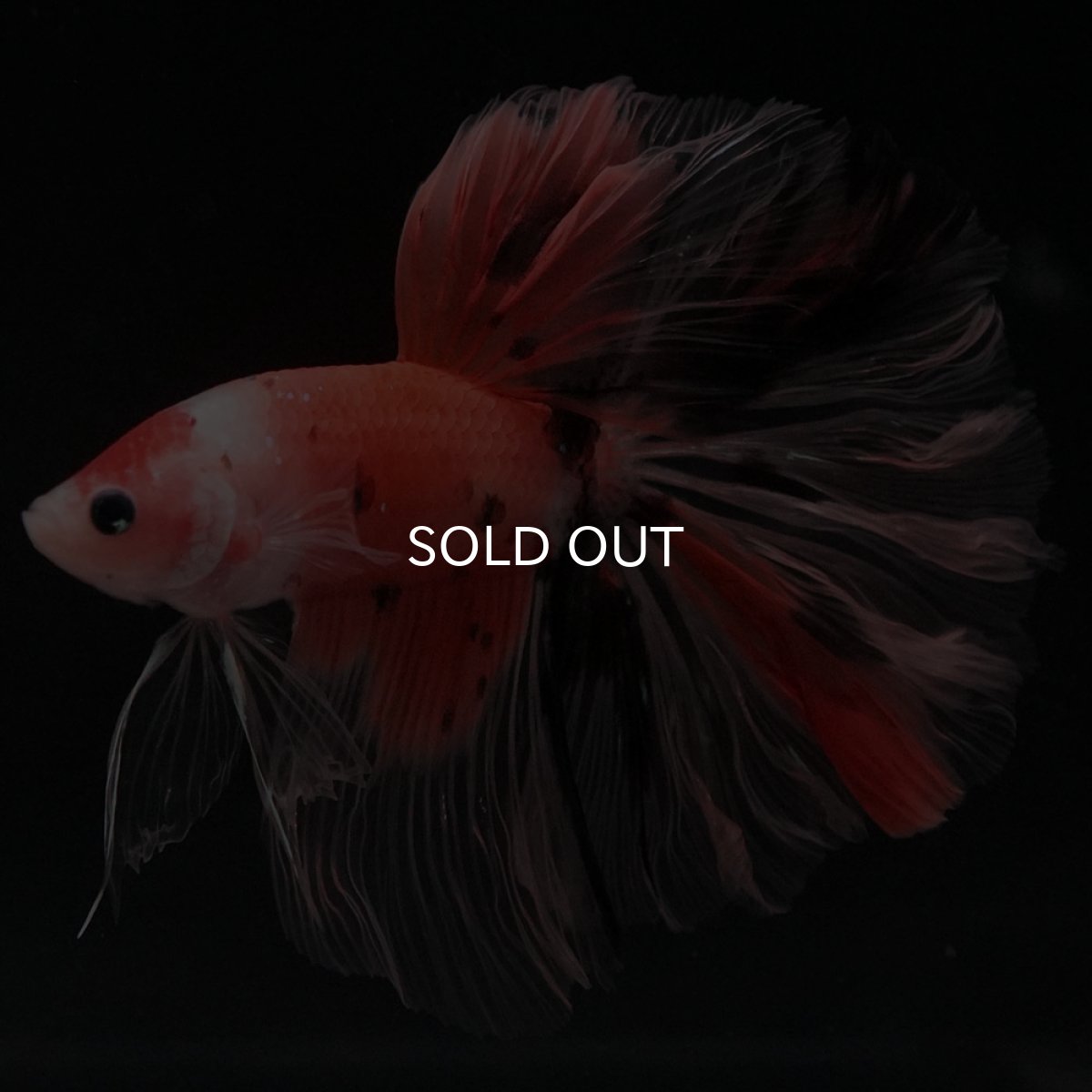 画像5: HM ファンシー ローズテール (5)