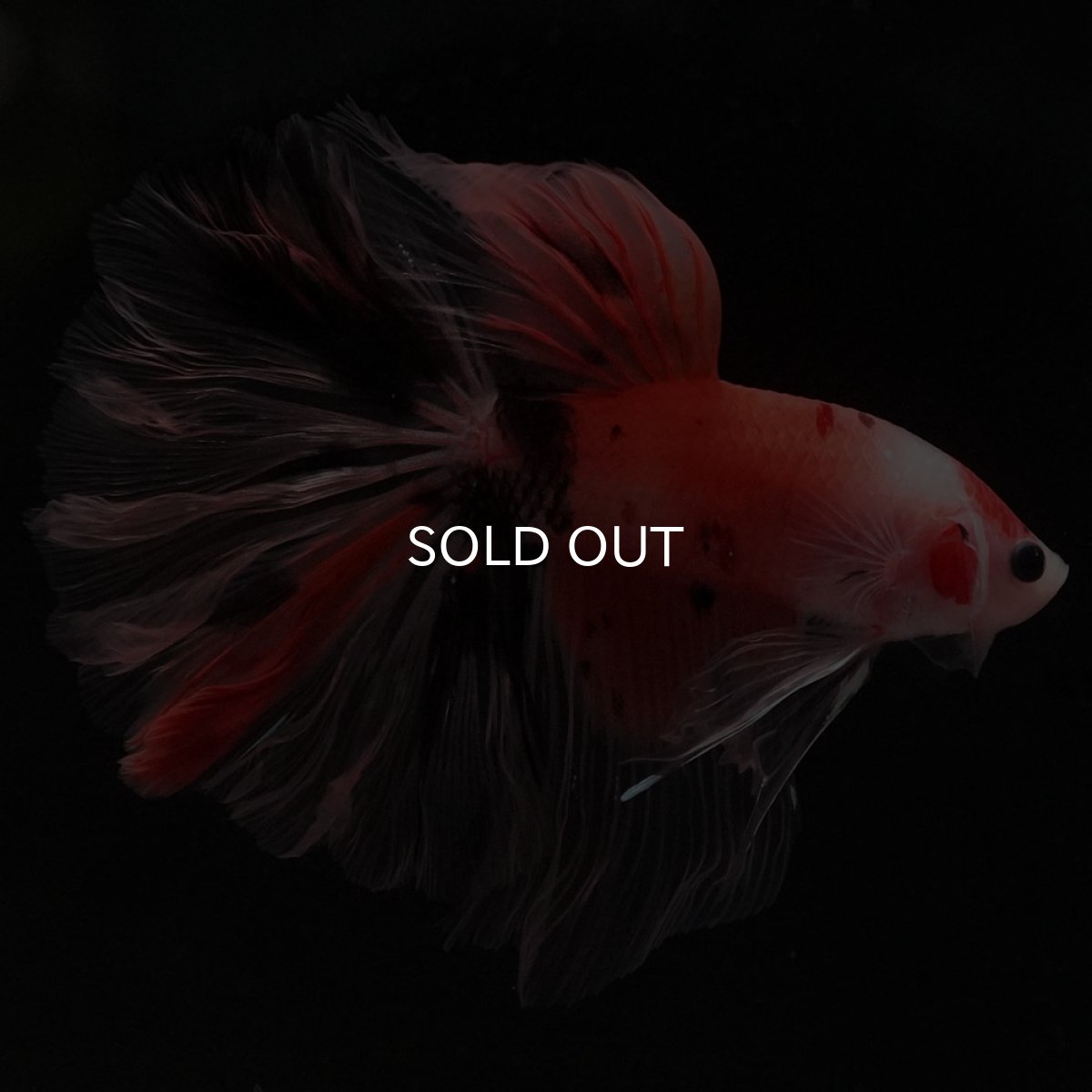 画像4: HM ファンシー ローズテール (4)