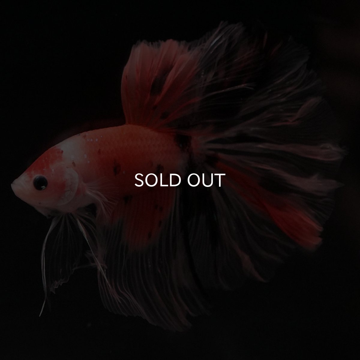 画像3: HM ファンシー ローズテール (3)