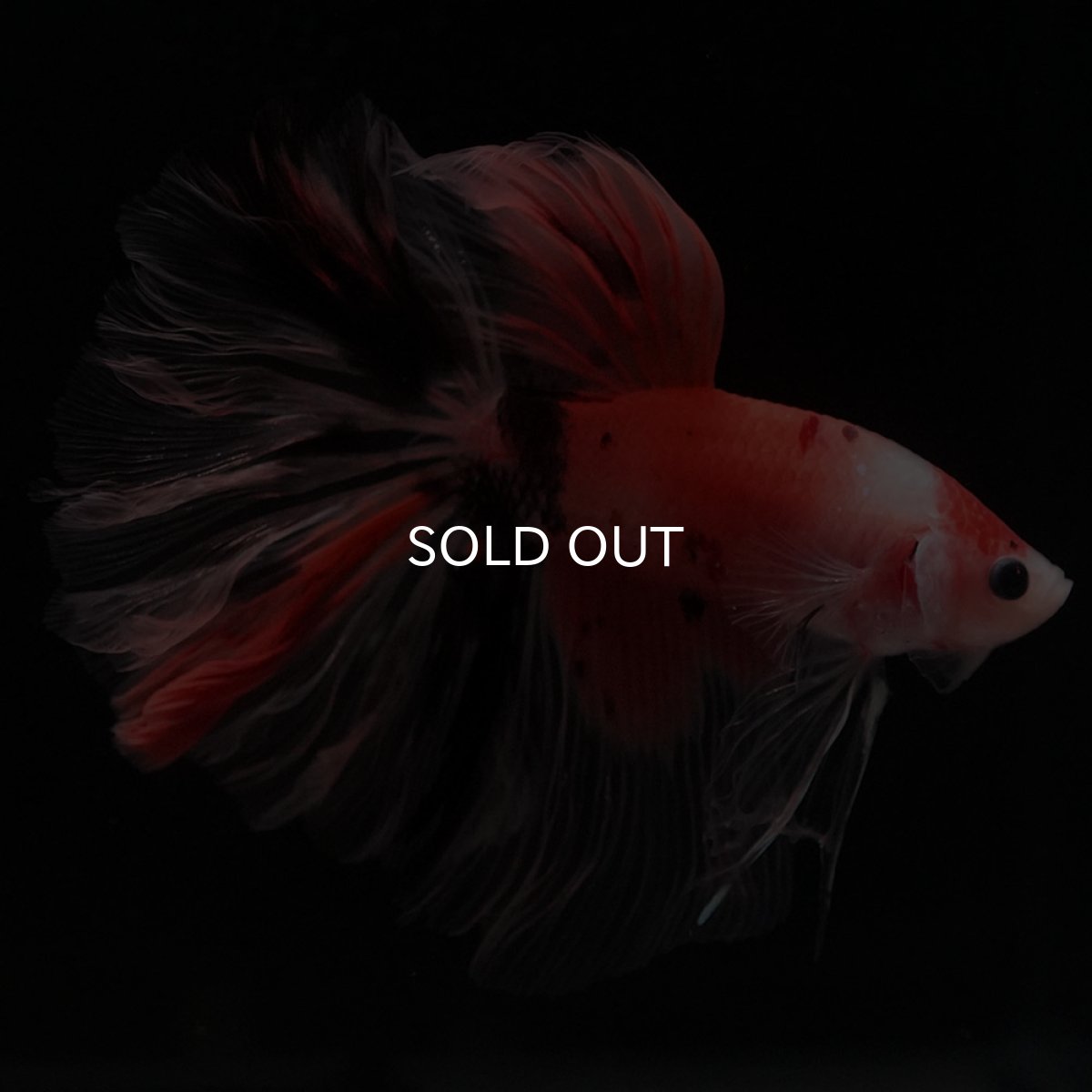 画像2: HM ファンシー ローズテール (2)