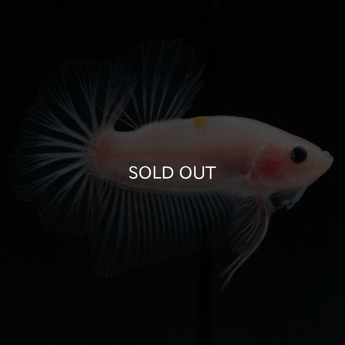 画像3: HMPK クリア (3)